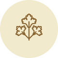 Parsley